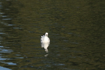 black-headed gull