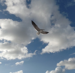 Seagull in Flight