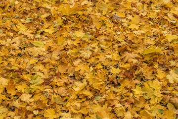 maple leaves background