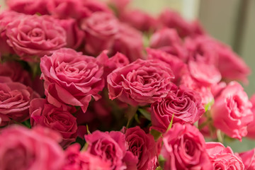 bunch of pink roses background, soft focus
