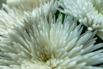 white  Chrysanthemum background