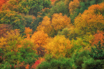 A top view of colourful forest trees in the autumn season.