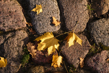 Autumn colored maple leaves on the paving stone