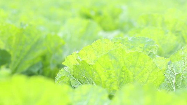 Growing cabbage field closeup.  fresh Chinese cabbage.
