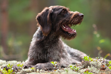 portrait of german wirehaired pointer