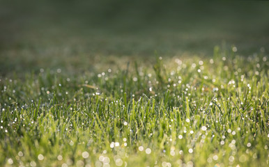 fresh grass in the dew
