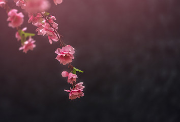 Blurred sakura flower. Pink color effect on black