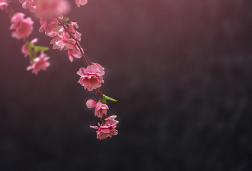 Blurred sakura flower. Pink color effect on black © dul_ny