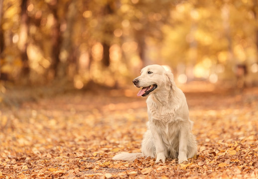 Golden Retriever dog relaxing in autumn park