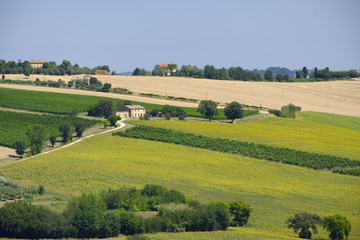 Fototapeta na wymiar Summer landscape in Marches (Italy) near Appignano
