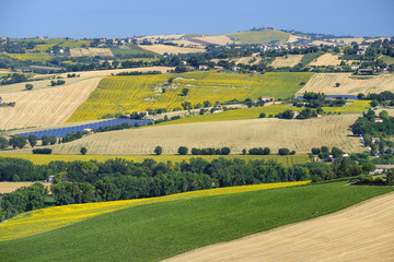 Fototapeta na wymiar Summer landscape in Marches (Italy) near Filottrano