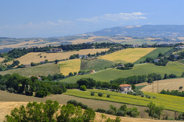 Summer landscape in Marches (Italy) near Belvedere Ostrense