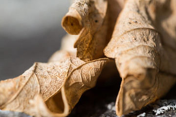 macro of withered natural fallen leaf