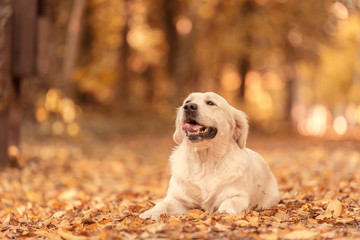 Golden Retriever dog relaxing in autumn park