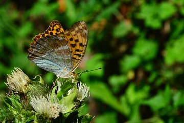 Fototapeta na wymiar Silver-washed fritillary butterfly Argynnis paphia sitting on thistle flower, collecting nectar