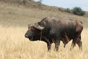 Obraz premium Wild Life in Africa