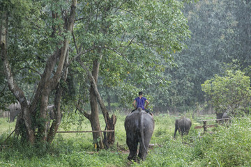 Fototapeta na wymiar Eco tourism concept - Elephant in Thailand.