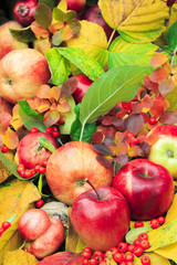  red, yellow, green leaves with apples and berries