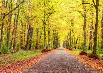 Fototapeta premium Autumn landscape, brick road between trees, fallen yellow, red, orange leaves