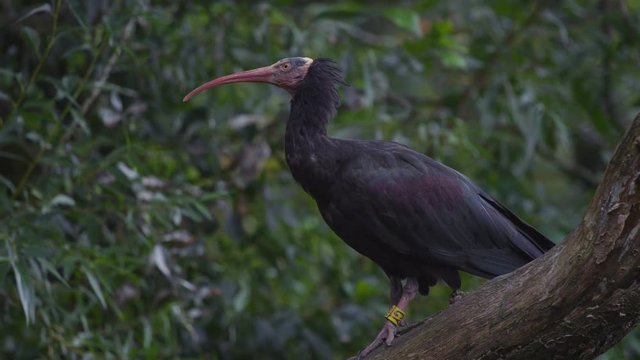  Northern bald ibis bird in natural environment. No people. 