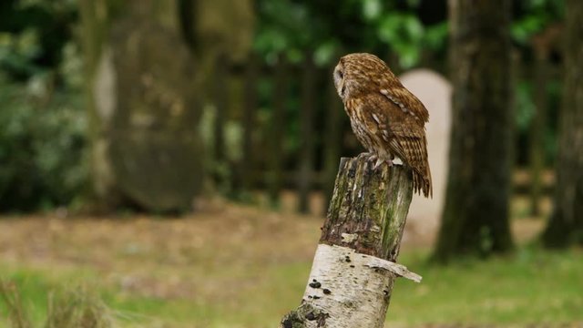 Tawny owl takes flight in natural environment