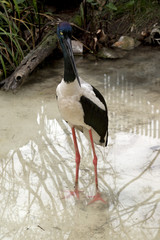 black-necked stork