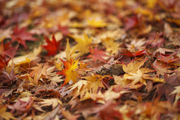 Maple leafs