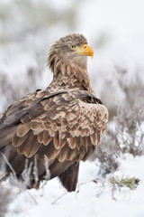 White-tailed eagle portrait on snow