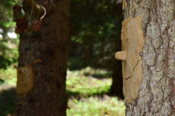 Baumgeister, Waldgeister