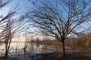View of a lake at golden hour, with a tree and intricate branches almost filling the whole frame