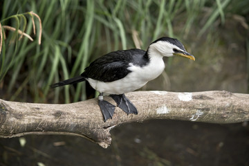 pied cormorant