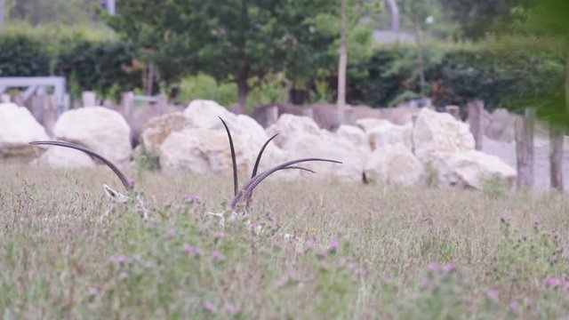  Scimitar-horned oryx grazing at wildlife park with white rhinos in background