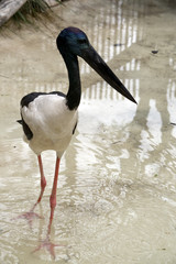 black-necked stork