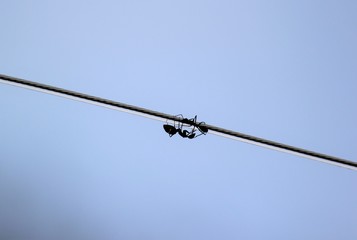 Travelling ant mates