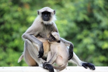 Mother langur feeding its baby
