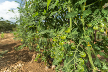 Fototapeta na wymiar Tomato plant in a vegetable garden. Close up of a green cherry tomatoes 
