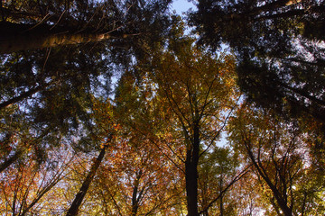 Wald im Herbst