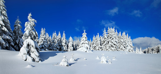 Winter Landscape, Spruce Tree Forest Covered by Snow, bright sunshine, blue sky