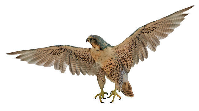 brown flying falcon on white