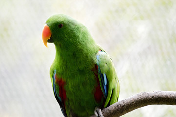 eclectus parrot