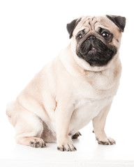 Pug Dog isolated  in the Studio
