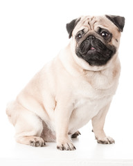 Obraz premium Pug Dog isolated in the Studio 