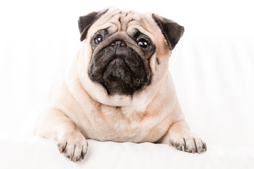 Pug Dog isolated  in the Studio
