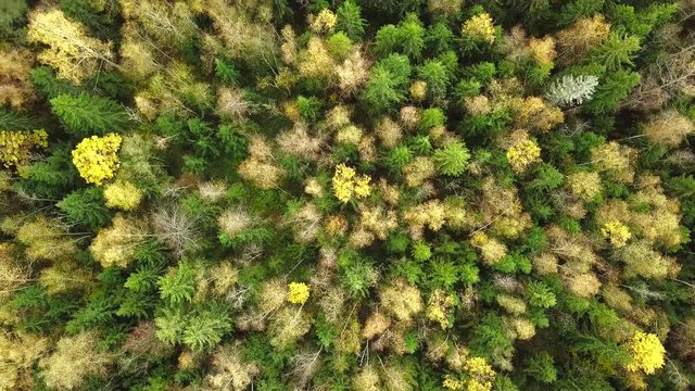 Looking down on forest of breathtaking Autumn colors, Fall splendor, aerial flyover. Aerial view.