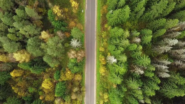 Looking down on road in forest of breathtaking Autumn colors, Fall splendor, aerial flyover. Areial view. White SUV car driving the empty road.