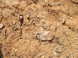 Dried Up Desert Land