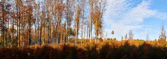 Wald im Herbst, Panorama