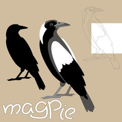 magpie vector illustration style flat black silhouette line