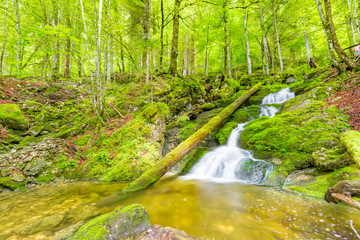 Mountain river background. Green nature scenery with fast river stream and relaxing environment