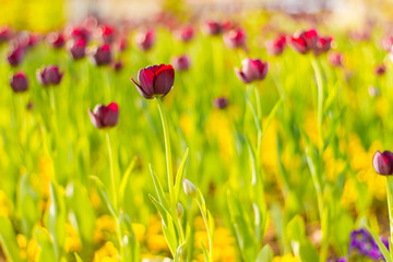 Obraz premium Beautiful summer flowers